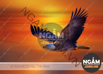 Ngẫm, Góc Suy Ngẫm, Ngẫm Về Cuộc Sống, Ngẫm Về Cuộc Đời, Triết Lý Cuộc Sống, Hình Ảnh Suy Ngẫm, Hãy Sống Như Đại Bàng