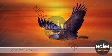 Ngẫm, Góc Suy Ngẫm, Ngẫm Về Cuộc Sống, Ngẫm Về Cuộc Đời, Triết Lý Cuộc Sống, Hình Ảnh Suy Ngẫm, Hãy Sống Như Đại Bàng