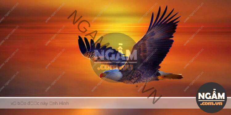 Ngẫm, Góc Suy Ngẫm, Ngẫm Về Cuộc Sống, Ngẫm Về Cuộc Đời, Triết Lý Cuộc Sống, Hình Ảnh Suy Ngẫm, Hãy Sống Như Đại Bàng