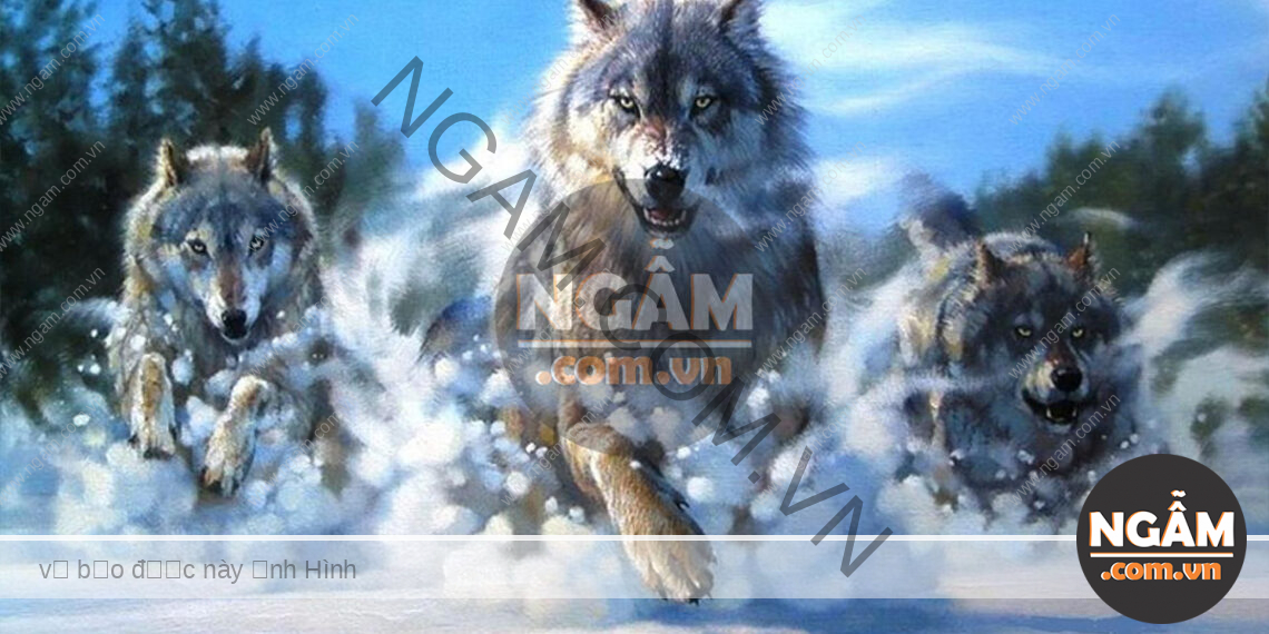 Bài Học Từ Loài Sói