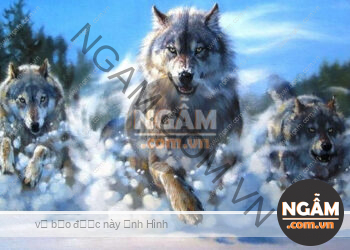 Bài Học Từ Loài Sói